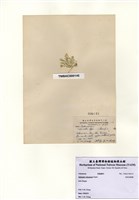 藏品(未狀仙掌藻)的圖片